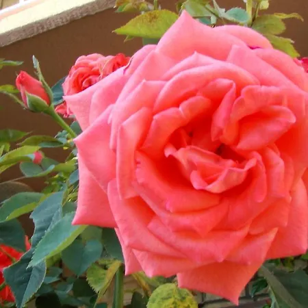 By The Sea Brna, Korcula - 12614 Smokvica (Korcula)